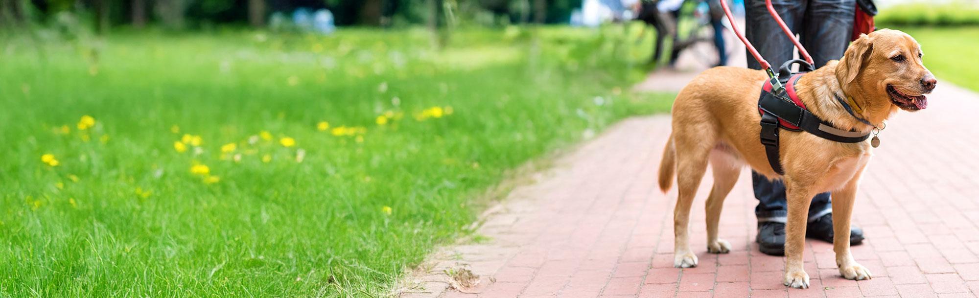 Service Dog FAQs